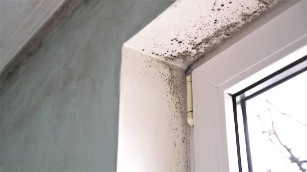 Best Mold Damage Restoration  in USA